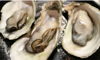 통영 생굴 1KG 가격&amp;#44; 굴 효능 및 영양소