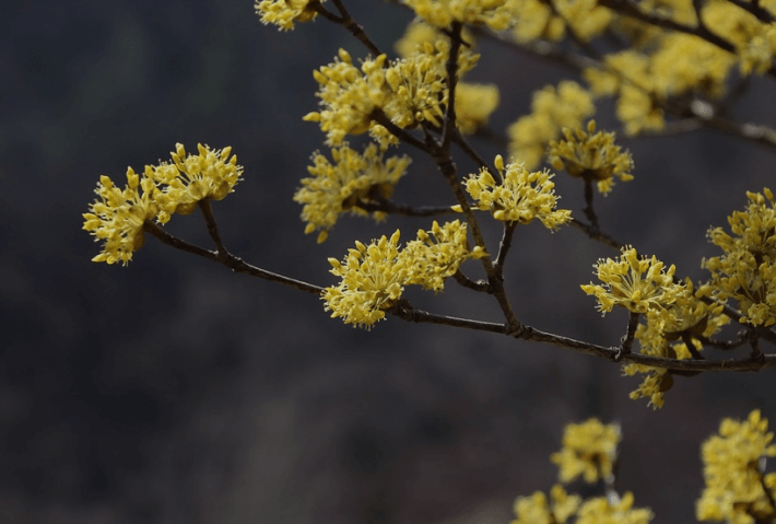 산수유 꽃 핀 사진