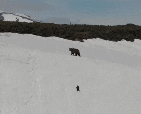 이런! 어쩌나...절벽에 엄마 따라가다 미끄러지는 아기 곰 VIDEO: What happened to the baby bear on the cliff?