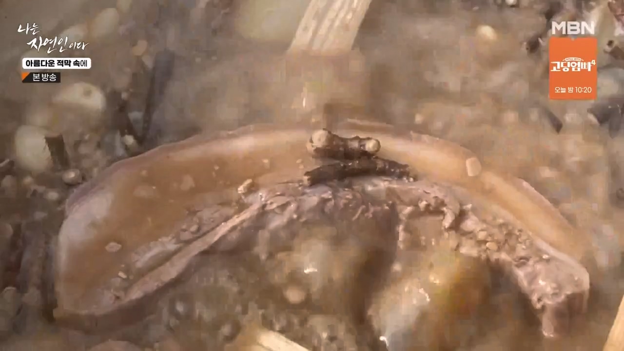 나는 자연인이다.E583.231207p-NEXT.mp4_20231207_195350.009.jpg