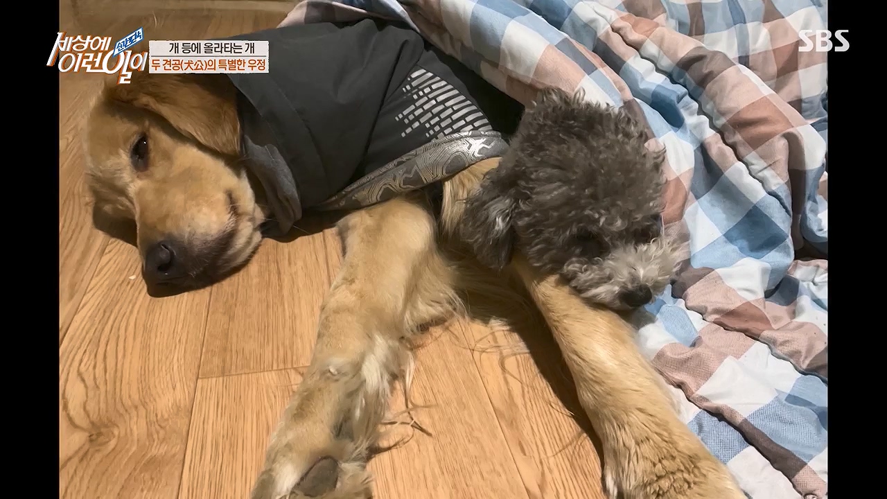 순간포착 세상에 이런일이.E1228p-NEXT.mp4_20230503_200106.535.jpg