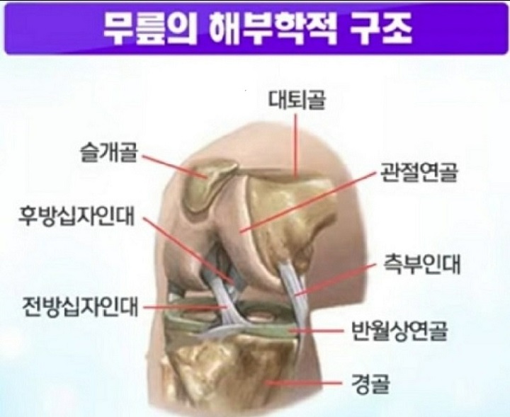 해부학적구조