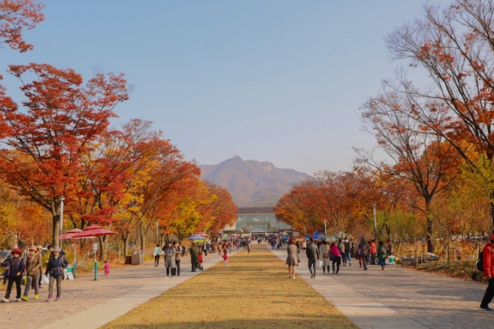 단풍시기10
