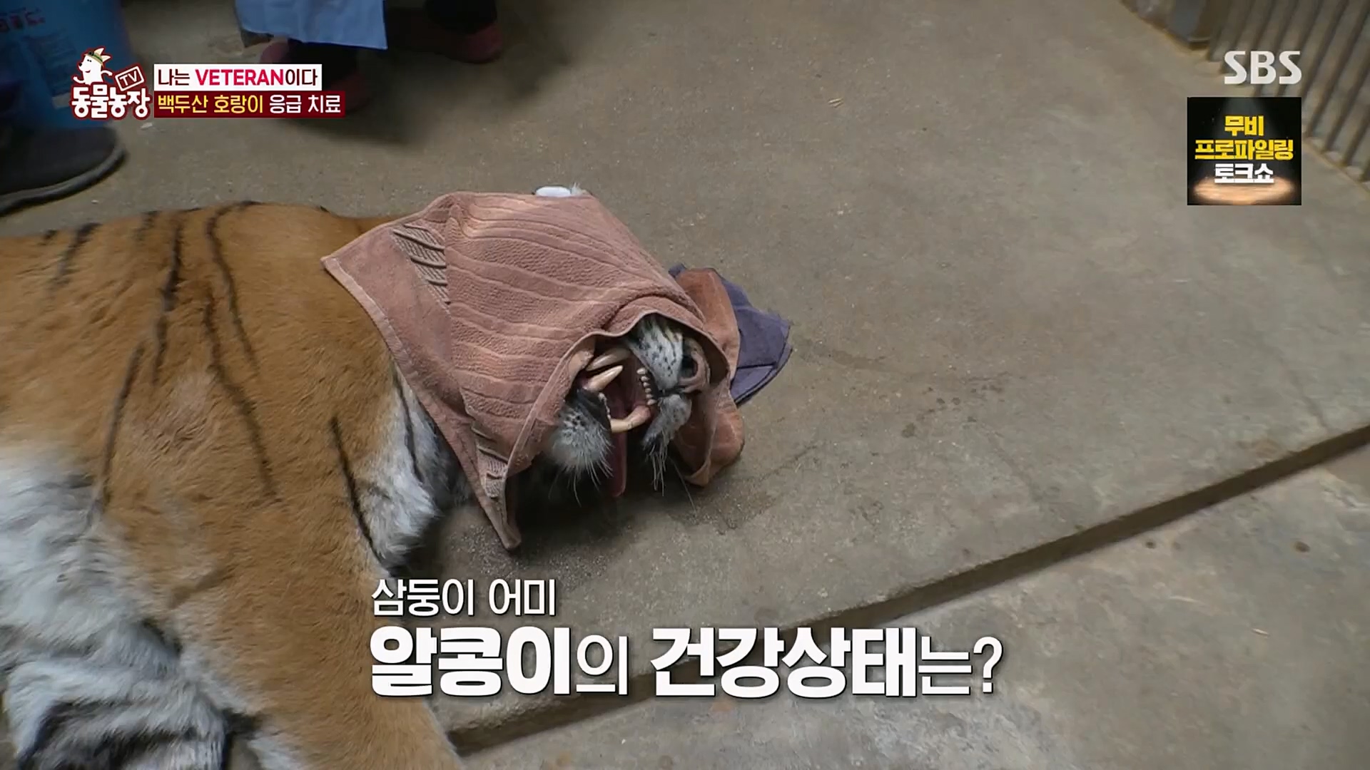 TV 동물농장.E1115.230409p.H264-F1RST.mp4_20230409_173043.337.jpg