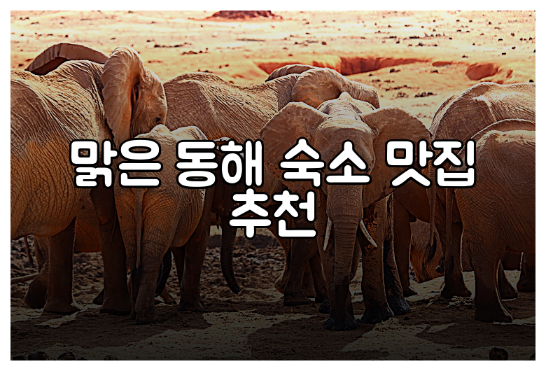 맑은 동해 숙소 맛집 추천
