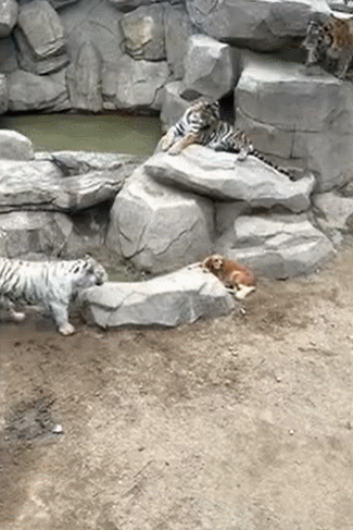  호랑이 굴에 들어간 리트리버...어떻게 됐을까 VIDEO:Tigers spotted playing with Labrador Retriever 'mum' in Chinese zoo