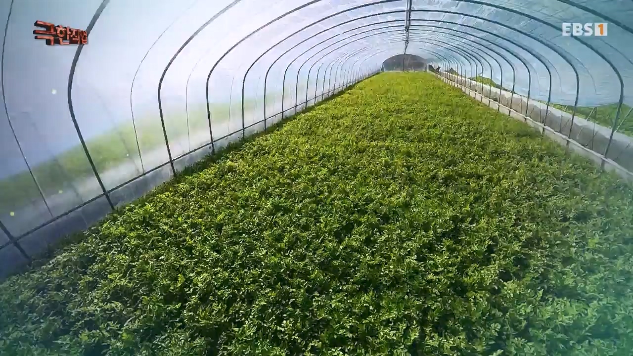 TV - 전 국민의 평생학교 EBS봄의 전령사! 새조개, 미나리, 주꾸미.mp4_20240316_171243.031.jpg