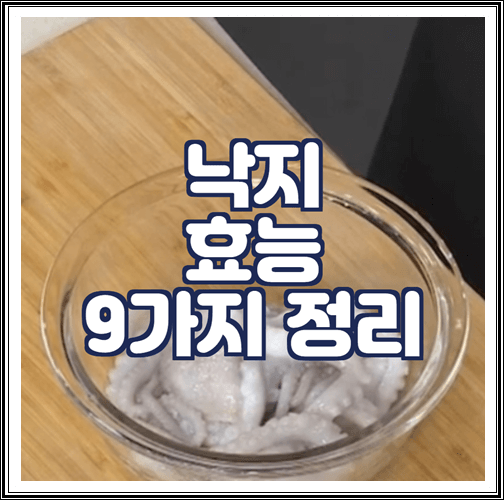  낙지 효능 9가지 정리