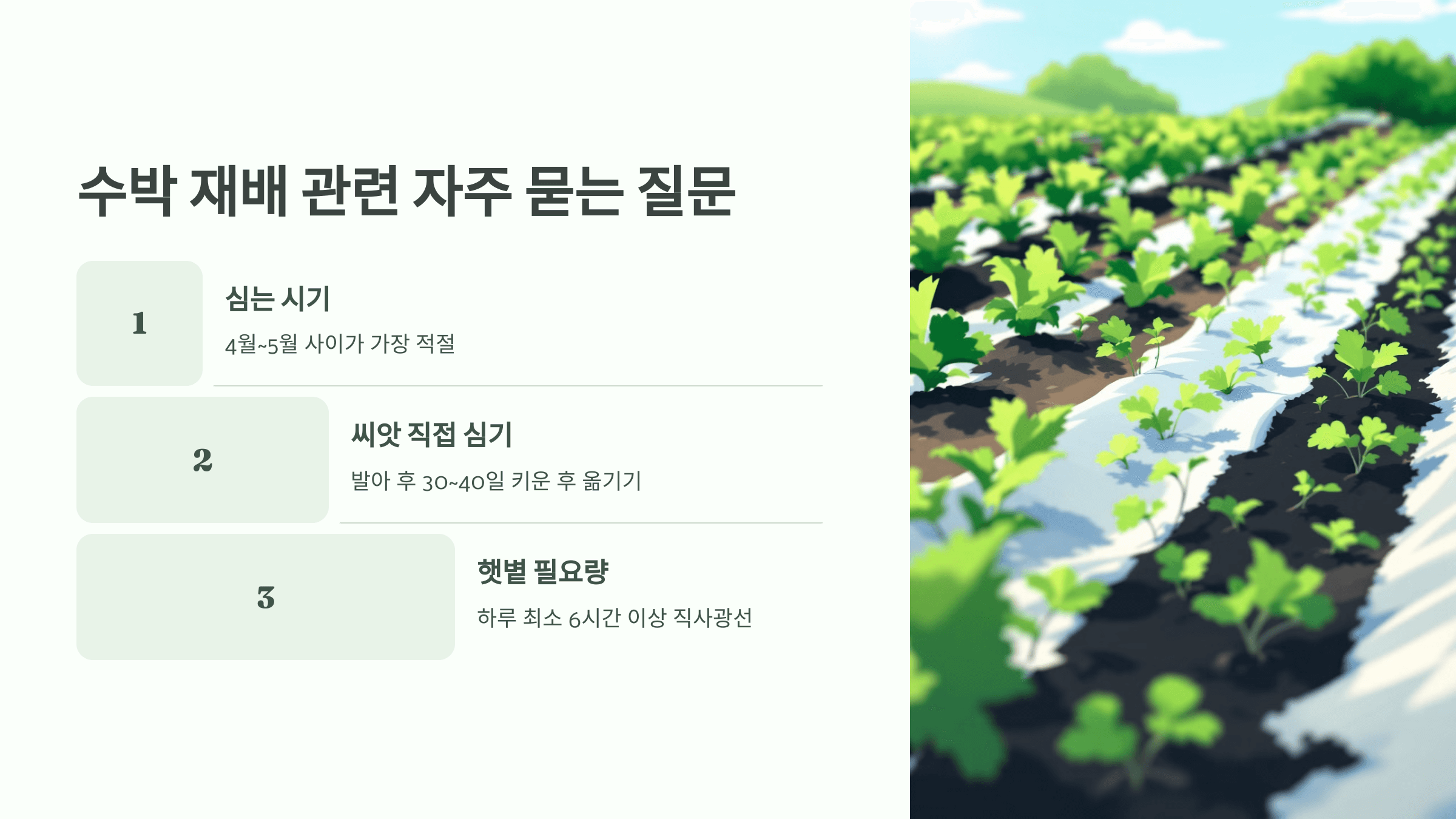 수박 사진입니다.