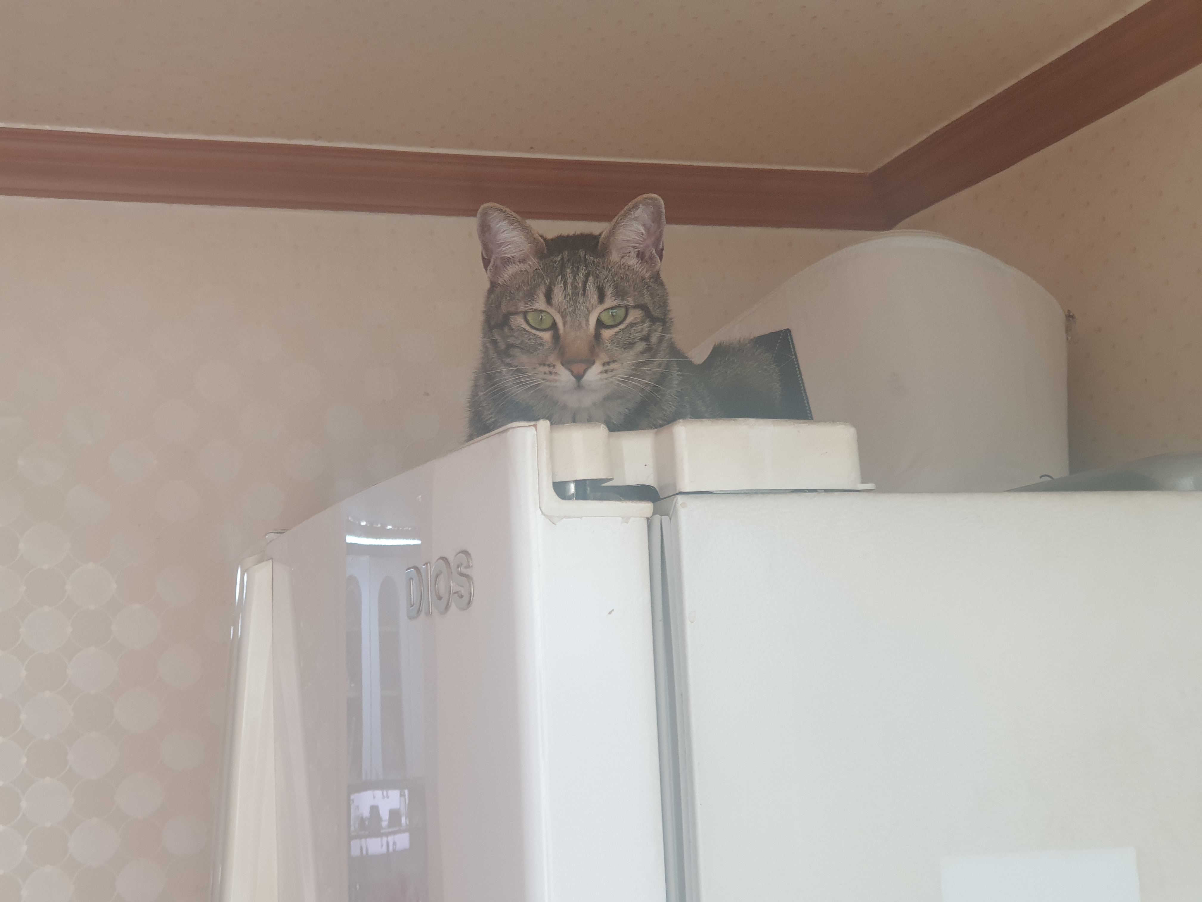  사랑꾼 고양이 토토.