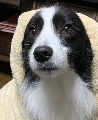 보더콜리 분양 가격 성격 수명 장단점_15