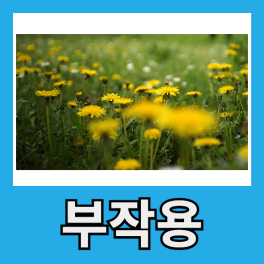 민들레부작용