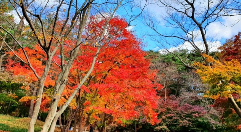- 수덕사, 명상치유림길과 수암산의 가을 예산으로 볼거리, 단풍여행 14