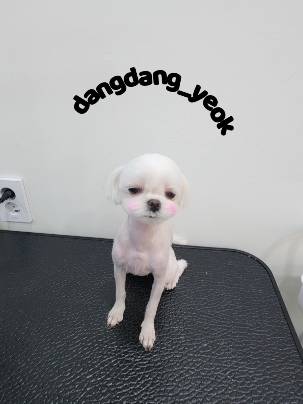 하콩이네 이미지