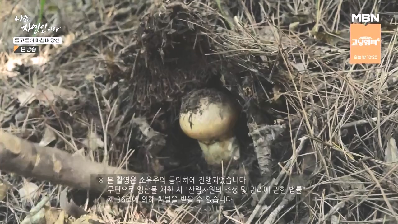 나는 자연인이다.E577.231026p-NEXT.mp4_20231026_200350.913.jpg