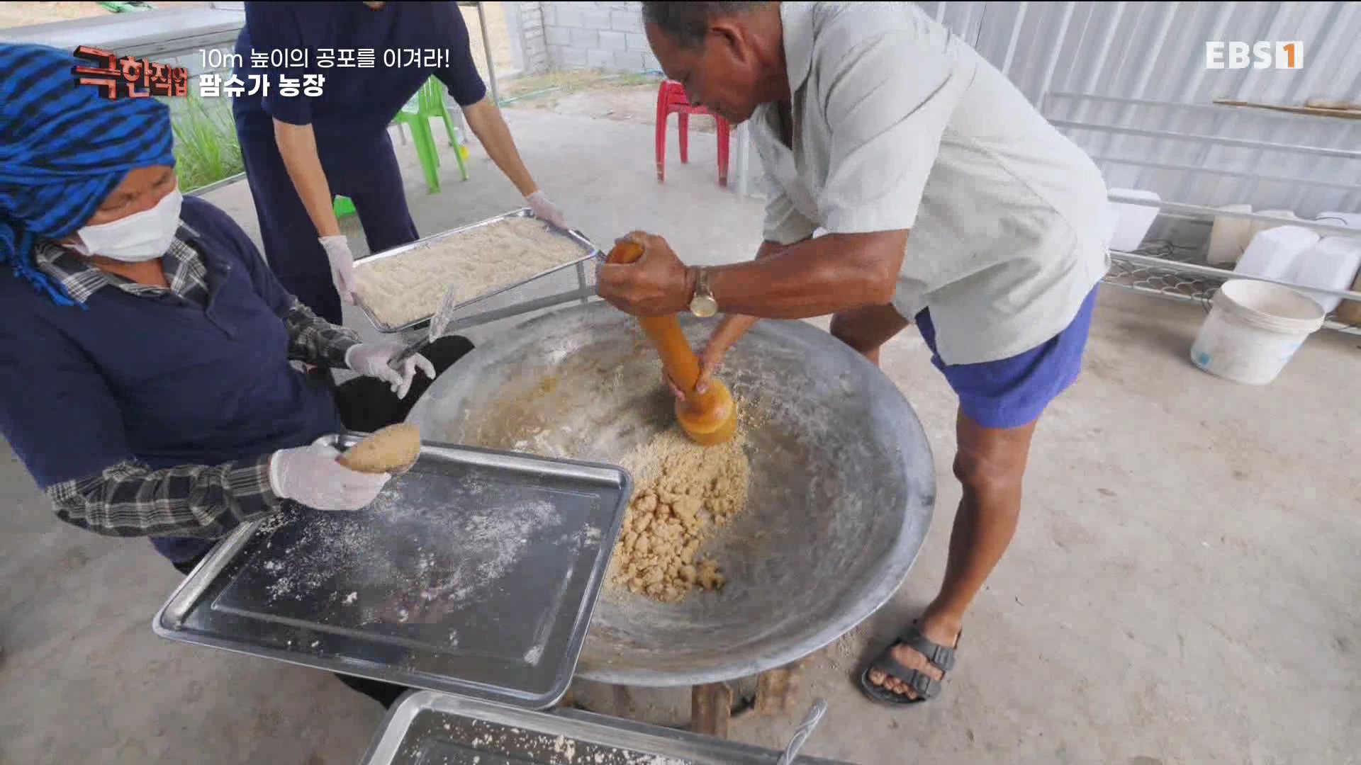 [극한 직업] 캄보디아 팜슈가 농장 230624.mp4_20230701_185225.975.jpg