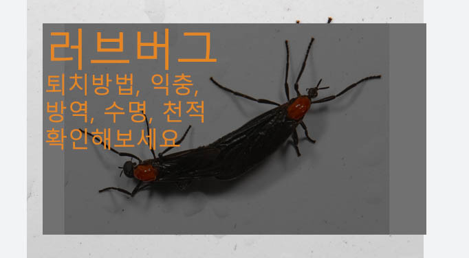 러브버그 퇴치방법, 익충, 방역, 수명, 천적 확인해보세요