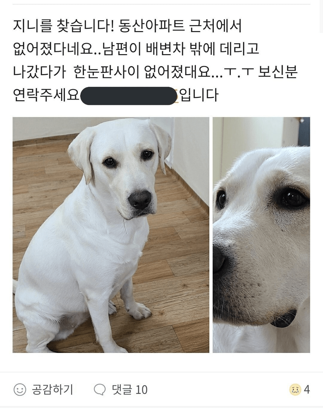 집나간 댕댕이가 간곳