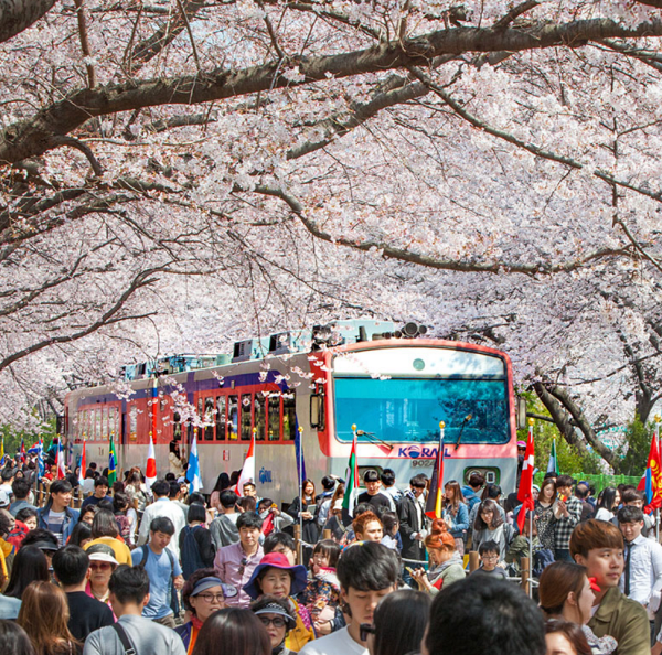 기차가 지나가는 길위로 벚꽃이 피어있고 사람들이 모여있다