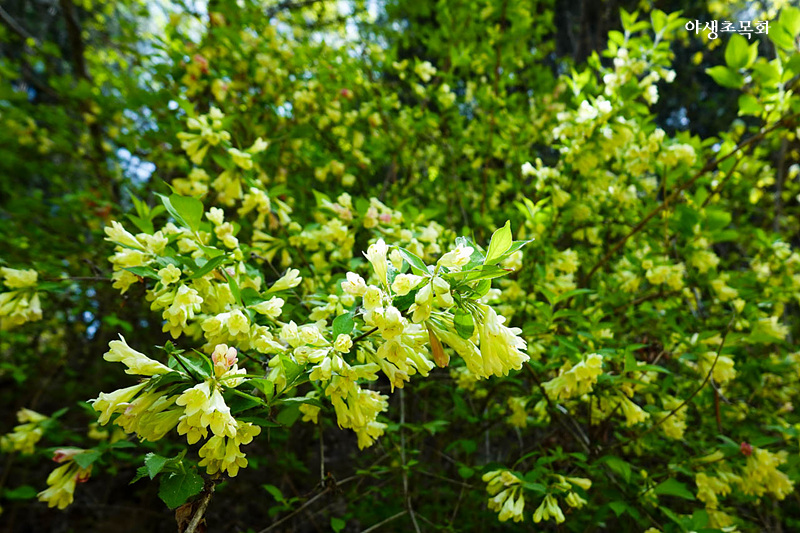 노란빛의 꽃이 만발한 병꽃나무 사진