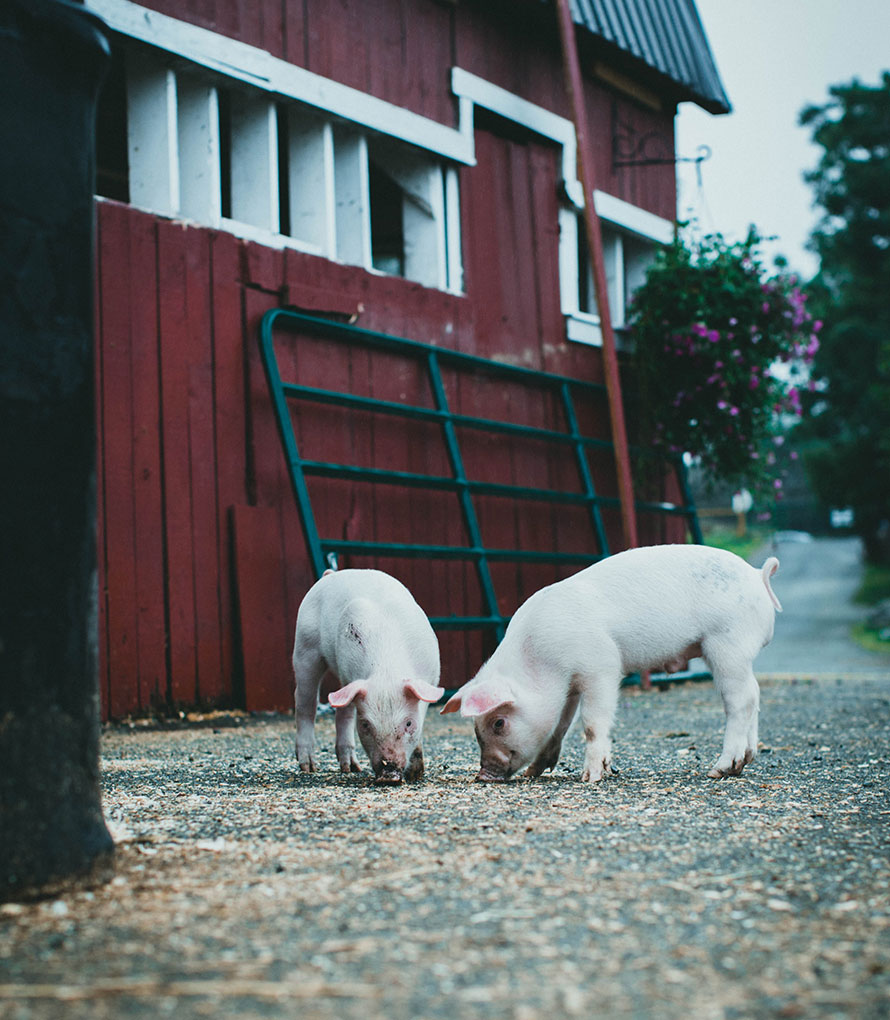 동물의 꿈과 관련된 돼지 꿈,  새끼 돼지 꿈,  꿈 해석을 이해하기 위한 두 마리 돼지의 이미지  B. 큰 돼지의 꿈