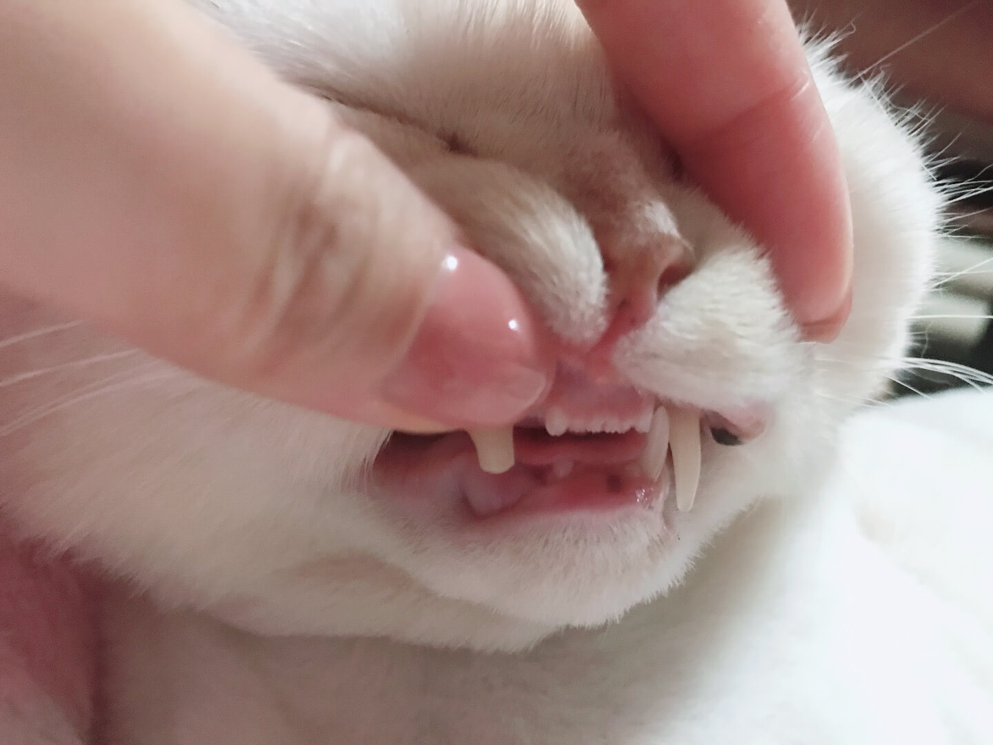 고양이 발치