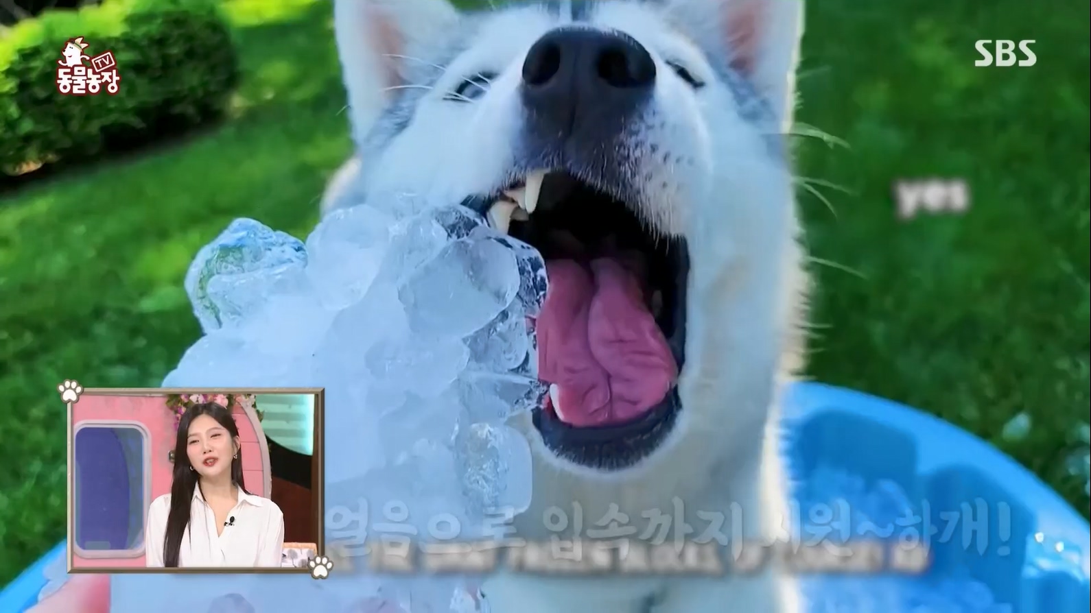 TV 동물농장.E1127.230702p.H264-F1RST.mp4_20230704_212701.523.jpg