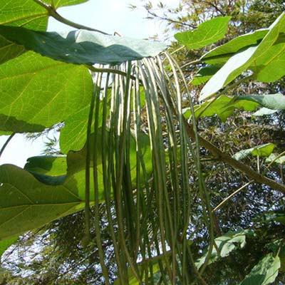 Gae Paulownia-이미지