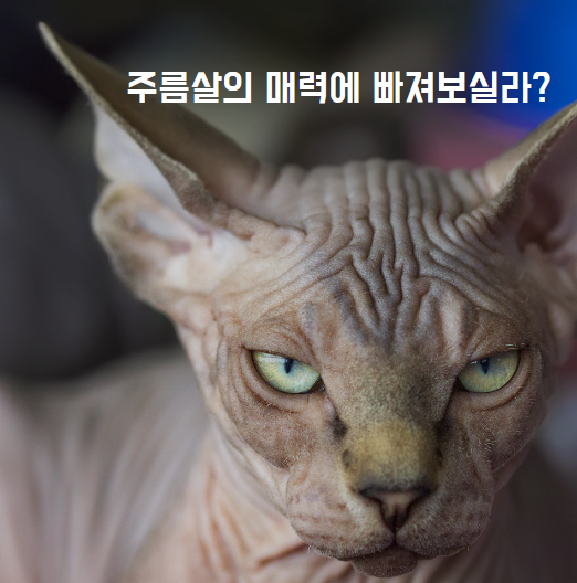 스핑크스 고양이 사진