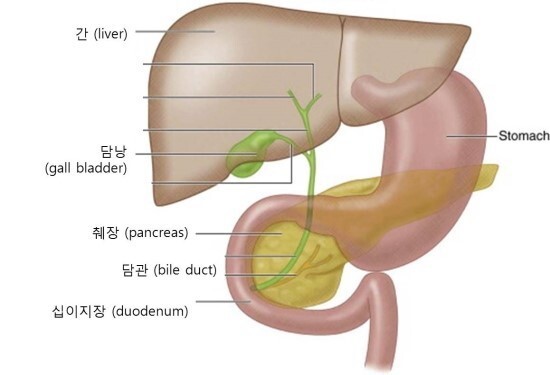  [담낭암 #2] 담낭암의 진단 방법