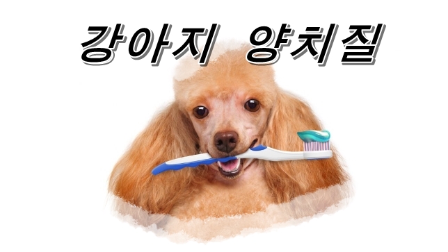  개의 치아에 치석이나 치석에 필요한 양치질