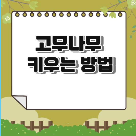  고무나무 키우기 방법 핵심5가지(꽃말, 물주기, 분갈이, 번식, 관리방법)