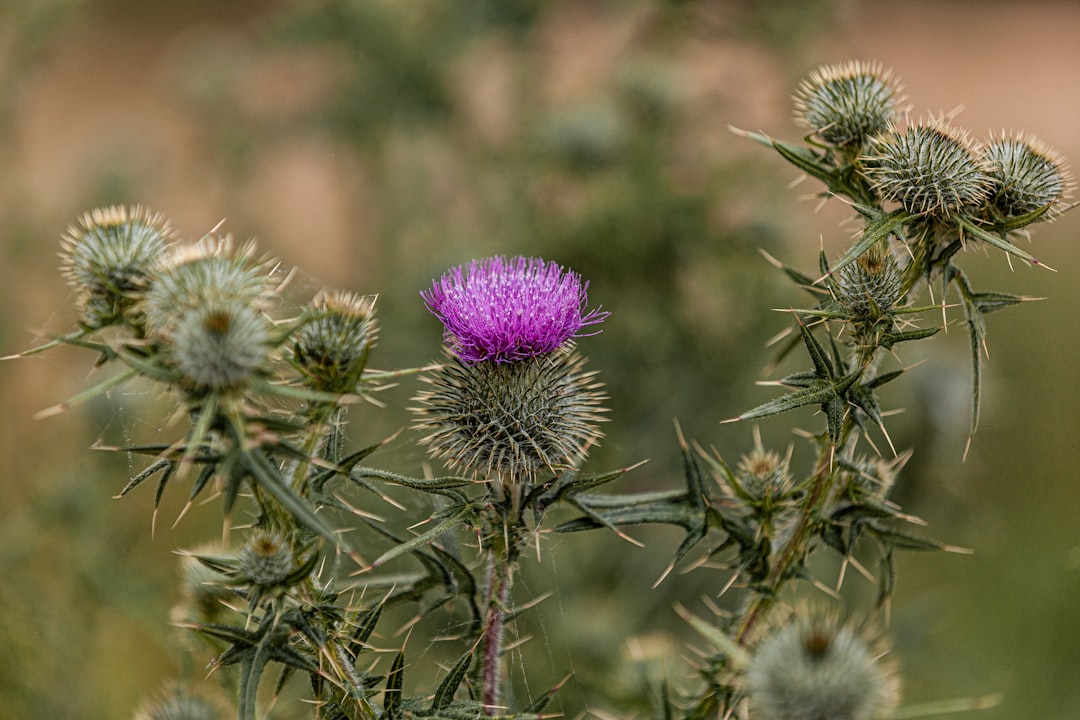 Thistle