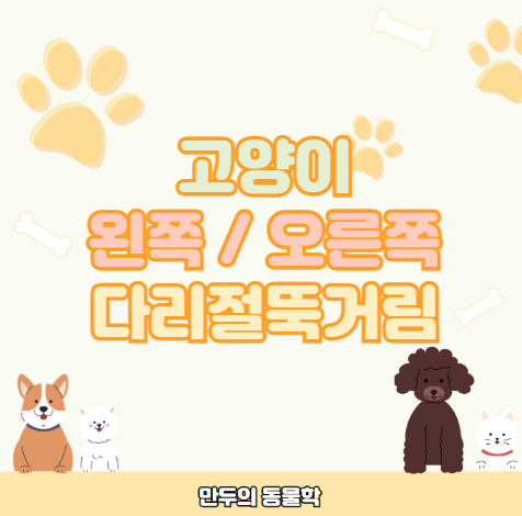 고양이왼쪽오른쪽다리절뚝거림원인해결방법