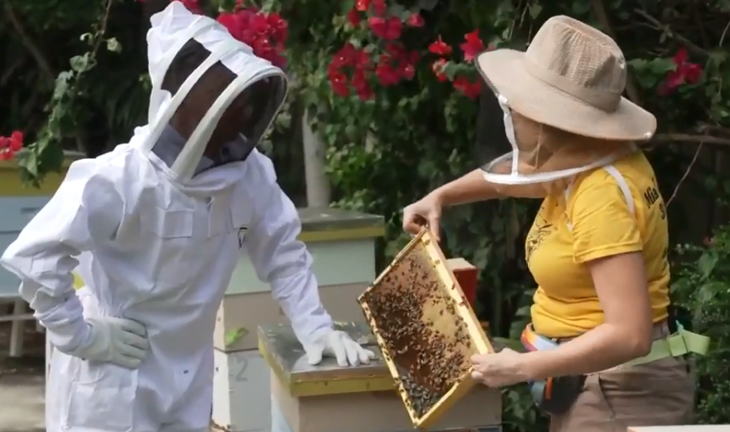 Miami Bee Experts Guardians of the Buzz and Pollination Pioneers