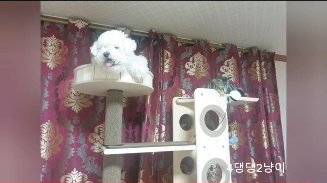  고양이가 되고 싶은 댕댕이 만두.