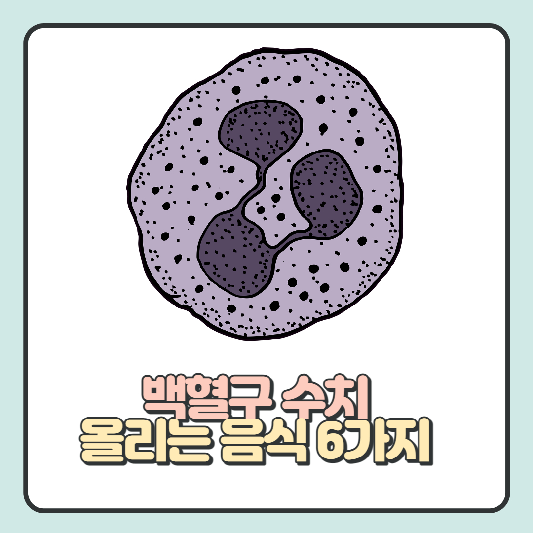  백혈구 수치 올리는 음식 6가지(+도움이 되는 성분)