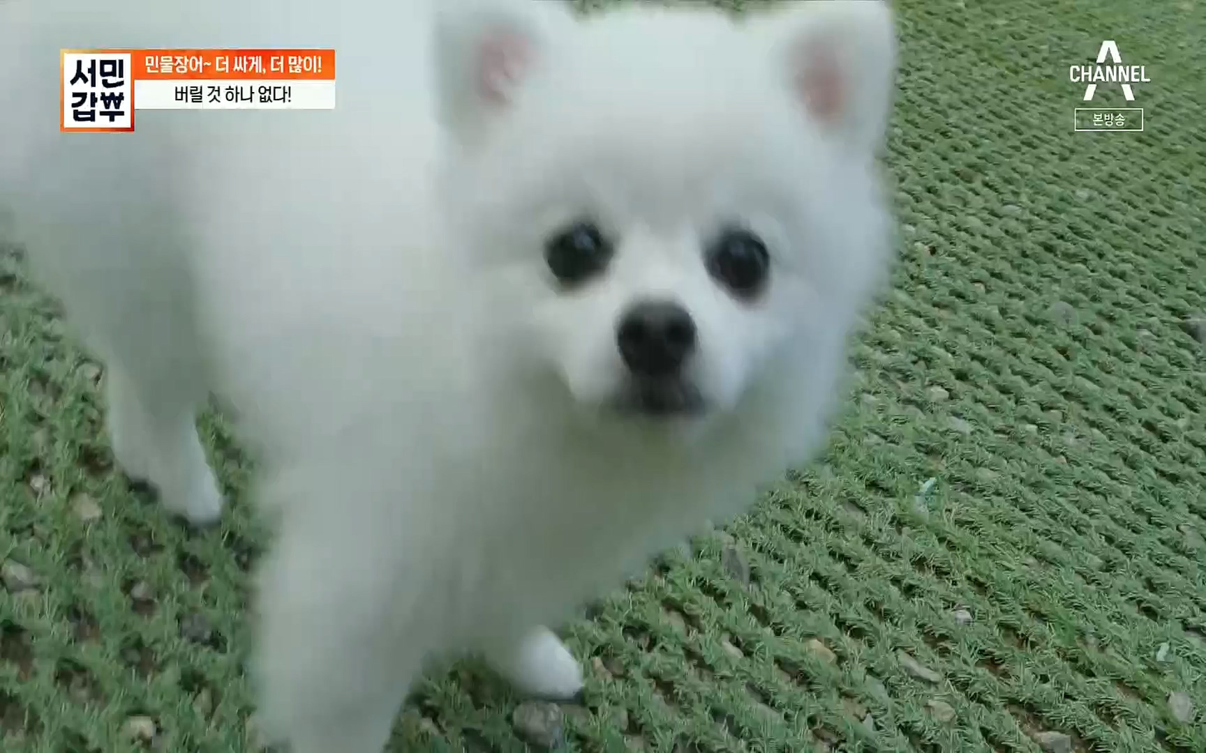 서민갑부.E396.220813p.H264-F1RST.mp4_20220814_172720.553.jpg