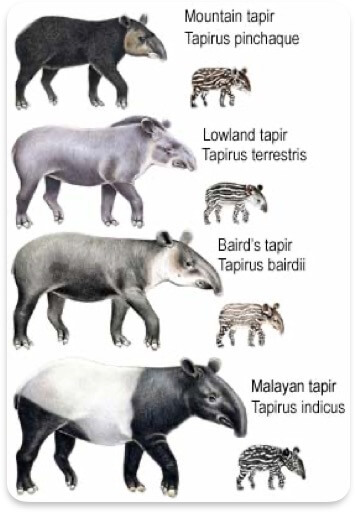 4가지 종류의 맥(Tapir)