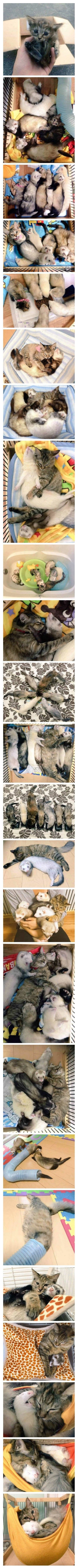  구조된 후 낯선 친구를 처음 만난 고양이