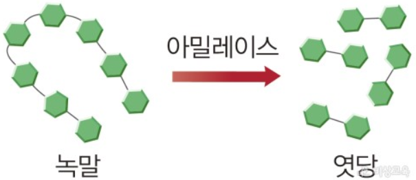 입속에서 화학적 소화