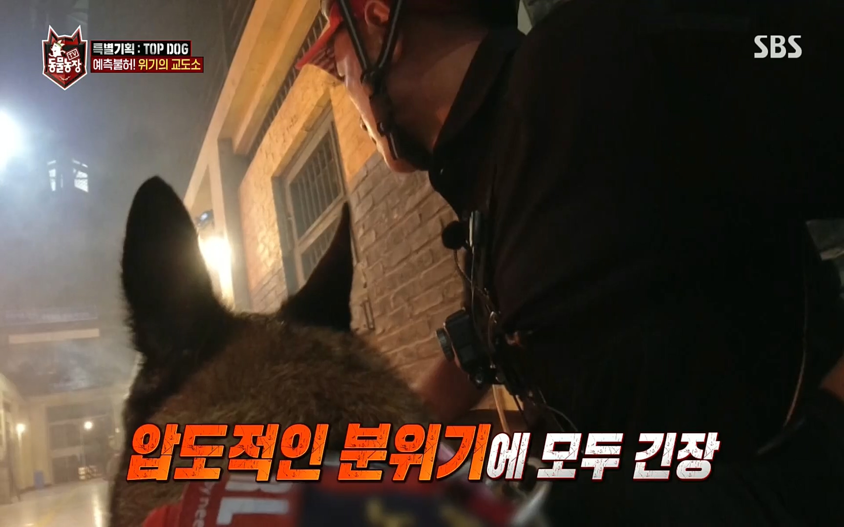 TV 동물농장.E1086.220911p.H264-F1RST.mp4_20220911_175414.295.jpg