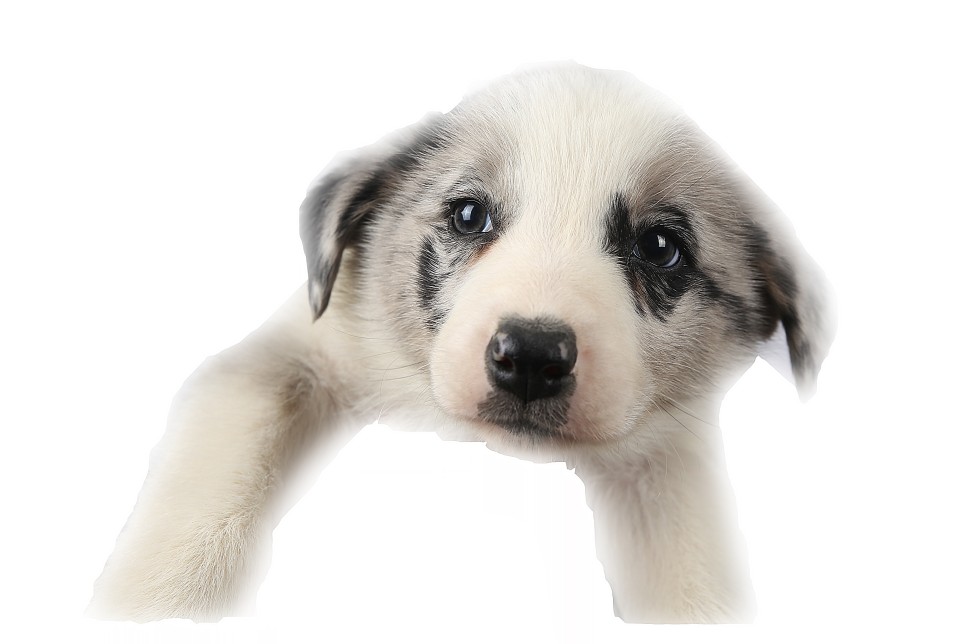 보더콜리 블루멀 분양가 사천 강아지분양 보더콜리 3