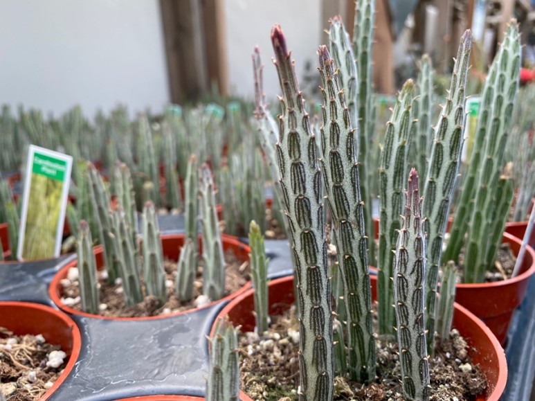 이름 가격도 같이 알아봐요. 예쁜 다육이 종류 4