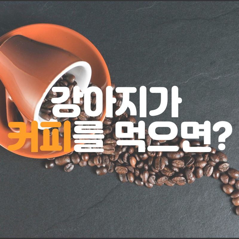  강아지 커피 먹으면 안되는 이유