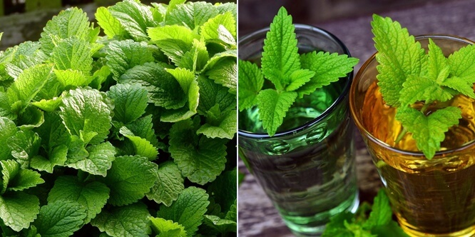 melissa, lemon balm tea