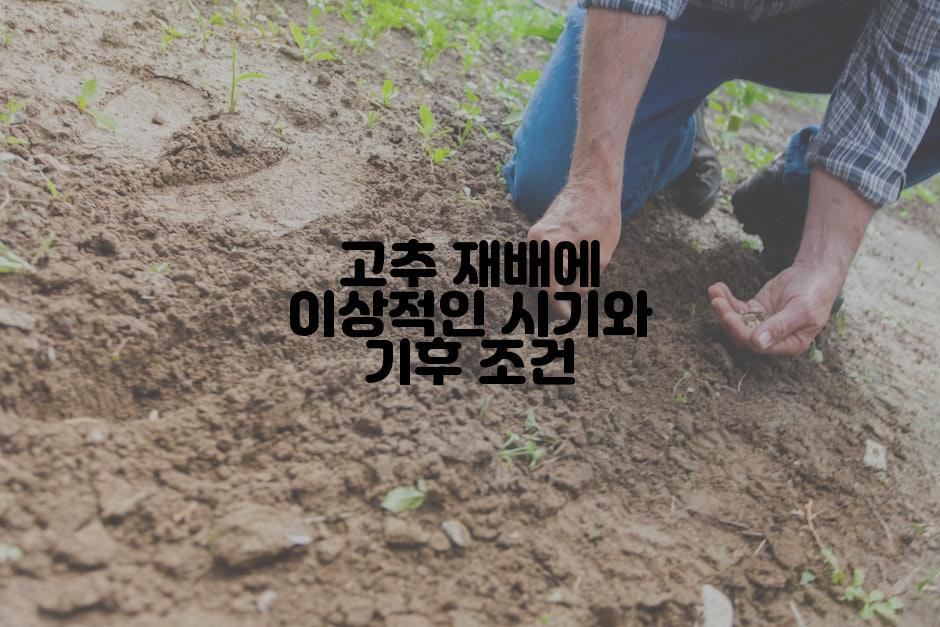 고추 재배에 이상적인 시기와 기후 조건