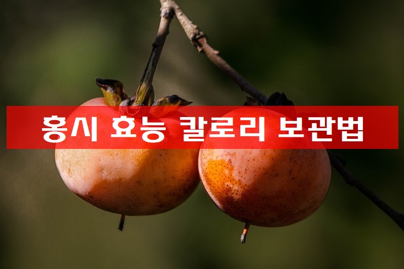  홍시 효능 칼로리 하루 섭취량 보관법 정리!