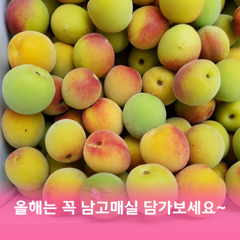 매실남녀 수확기 계절가격정보 2021 홍매실매장소 5