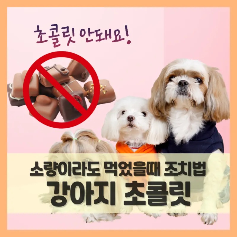 강아지 초콜릿 섭취 금지 사유 위험성 대응책_1